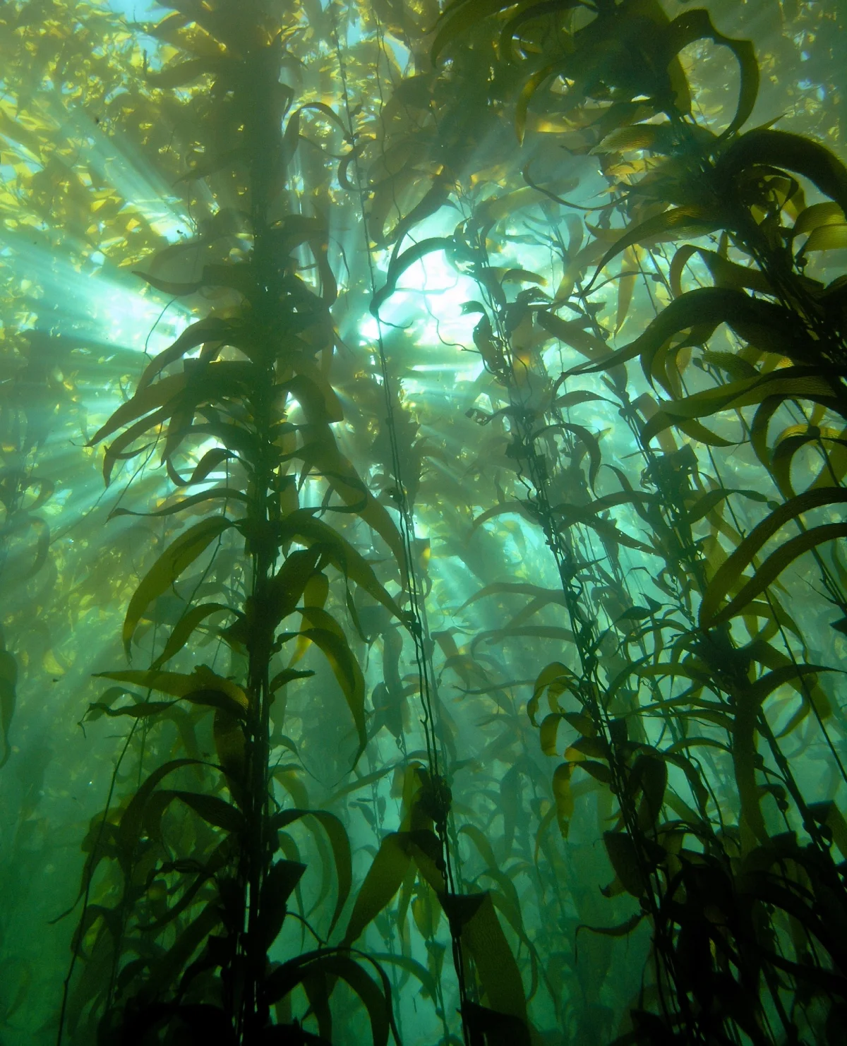 Sunlight streams through tall, dense kelp plants underwater, casting rays and creating a greenish glow in the ocean. The kelp leaves and stalks stretch upward toward the light.